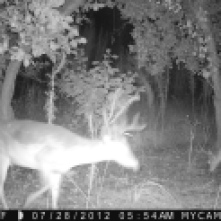 Trail camera at the pear trees.